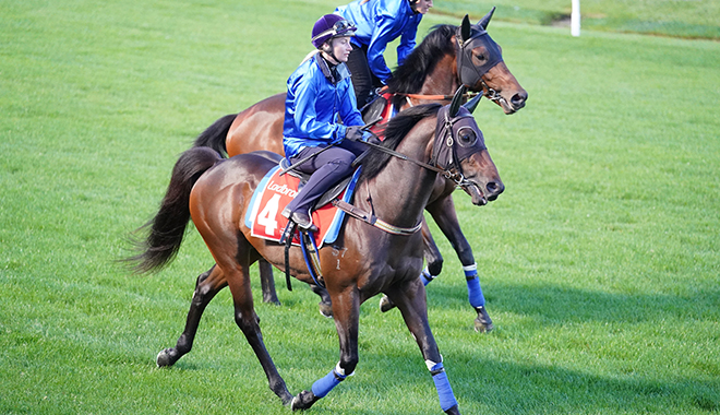 秋 の 競馬秋の風に乗る名馬たちが繰り広げる熱戦の行方とは？